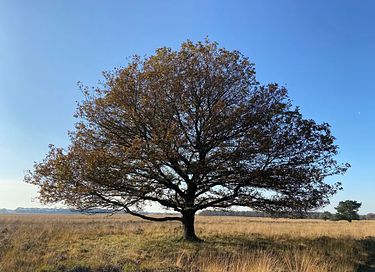 Nature cottage with beautiful view in Drenthe - 16