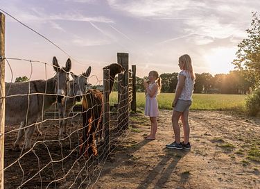 Glamping op Paarden & ponyboerderij - 8