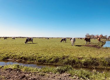 Gemütlicher Zirkuswagen auf einer malerischen Insel - 24