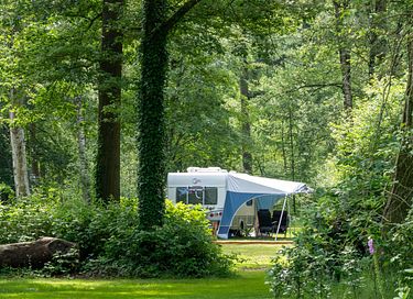 Prachtig tiny house in het bos - 11