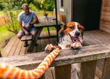 Unique stay in Drenthe (dogs allowed) - 4