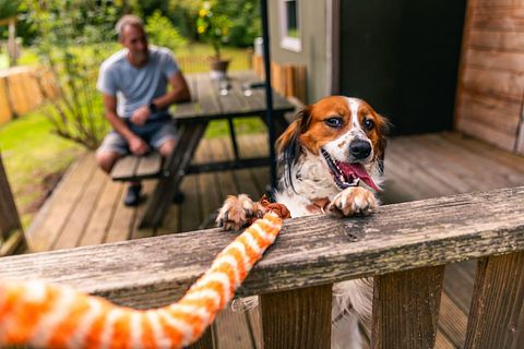 Unique stay in Drenthe (dogs allowed) - 4