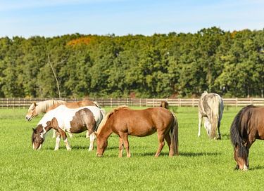  Glamping à la ferme à cheval et à poney - 17