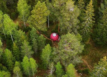 Tente glamping unique en pleine forêt - 4