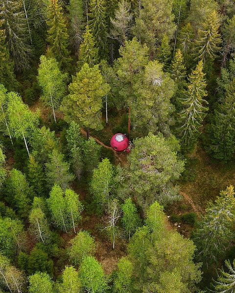 Tente glamping unique en pleine forêt - 4