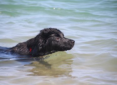 Appartement aan het water (honden toegestaan) - 4