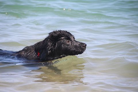 Appartement aan het water (honden toegestaan) - 4