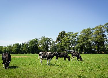 Luxury glamping tent in Twente - 18