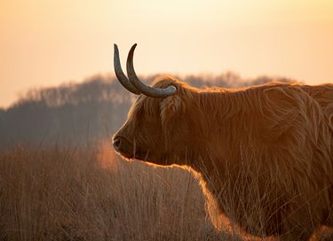 Natuurlodge voor 4 personen in Drenthe - 32