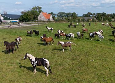 Glamping op een boerderij in Friesland - 17
