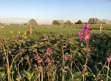 Luxe vakantiehuis tussen de IJslandse paarden - 23