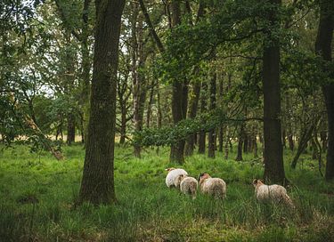 Romantisch overnachten in een herderswagen - 29