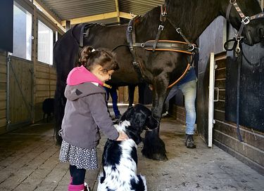Ruime lodge op mooi domein met paarden - 27