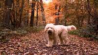 Overnachten met je hond bij de Posbank