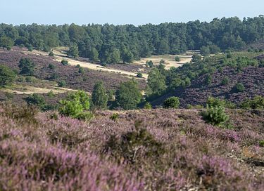 Mooi gelegen vakantiehuis midden op de Veluwe - 40