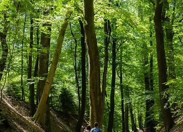 Gemütliche Hütte mit Außendusche im Wald - 29