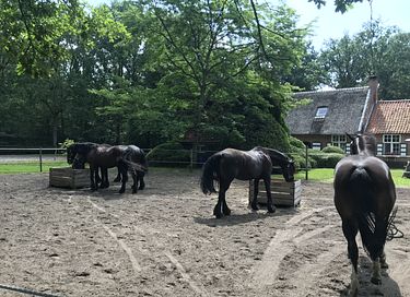 Ruime lodge op mooi domein met paarden - 30