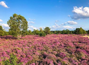 Cozy group accommodation in the Veluwe - 33