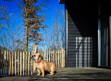 Hundefreundliches Haus mit Gartenzaun - 13