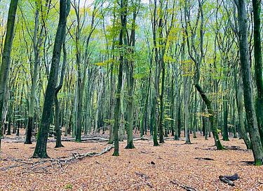 Luxe vakantiehuis bij het bos voor 4 pers.  - 36