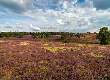 Lodge (sleeps 4) with wellness facilities in Overijssel - 30