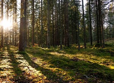 Cabane en rondins robuste avec sauna dans la forêt - 45