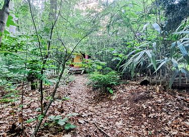 Glasjurte im Wald - 30