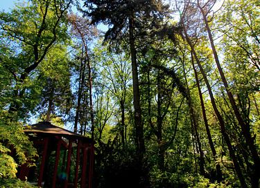 Glasjurte im Wald - 42