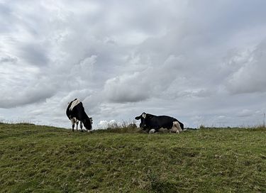 Grasdakwoning met uitzicht over Reitdiep   - 21
