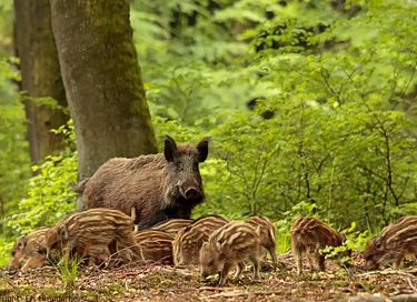 Houten vakantiehuis in het bos op de Veluwe - 26