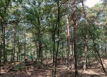 Blokhut midden in het bos op leuke camping - 18