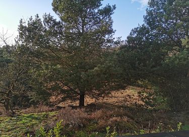 Natuurhuisje in Duitsland - 15
