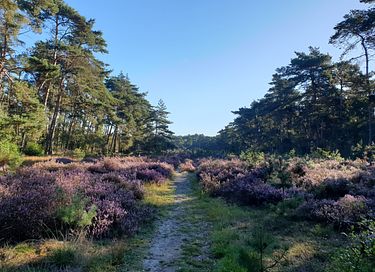 Vakantiehuis met sauna en hottub op de Veluwe - 37