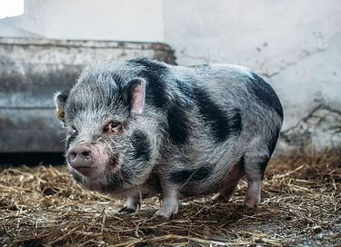 Zelt-Häuschen mit Bad auf dem Bauernhof - 40