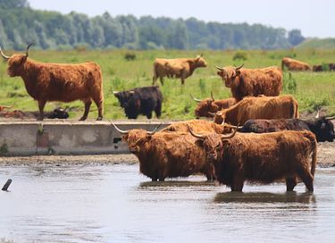 Huisje aan het Lauwersmeer met uitzicht - 22