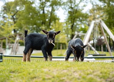 Luxe glamping op de Veluwe - 46