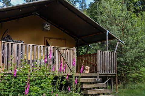 Luxe glampingtent in het bos met buitenbad - 3