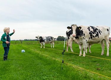 Glamping à la ferme des vaches laitières et des veaux - 16