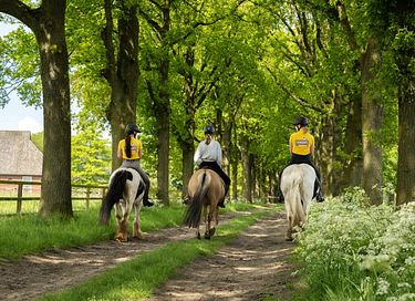 Glamping op een paardenboerderij - 16