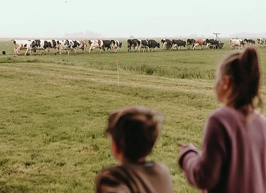 Übernachten inmitten der Kühe in Groningen - 43