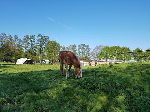 Belle tent op minicamping in Drenthe - 5