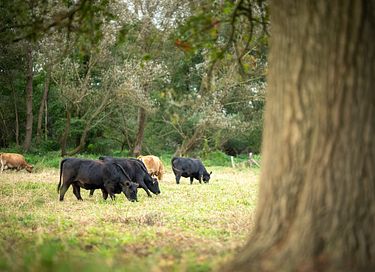 Overnachten in een authentieke boerderij - 21