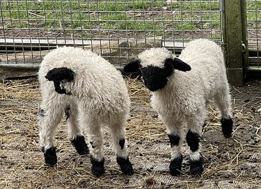Mooi gelegen boshuis in Gelderland - 28