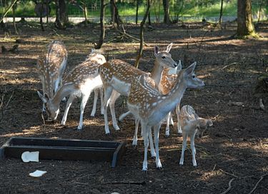 Tente de luxe pour 6 personnes à Veluwe - 35