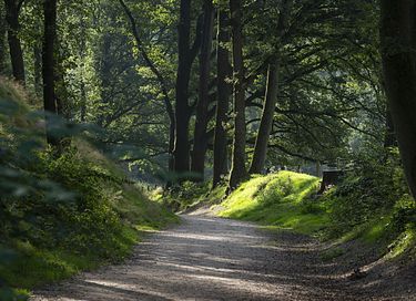 Mooi gelegen vakantiehuis midden op de Veluwe - 37