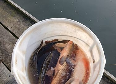 Natuurhuisje met leuke visvijver  - 44
