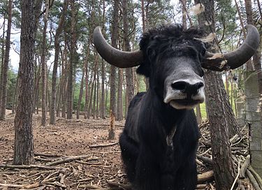 Pipowagen op de Veluwe, nabij heide & bos - 18