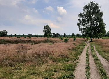 Natuurhuisje met omheinde tuin - 27