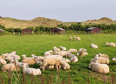 Gemütliches Zelt-Häuschen auf Terschelling