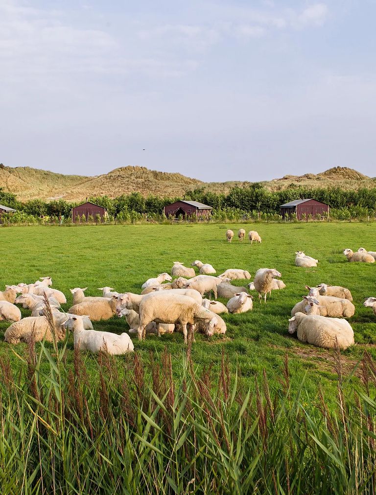 Gemütliches Zelt-Häuschen auf Terschelling - 1